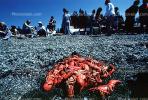 Bear Island, Lobster Feast, Penobscot Bay, Maine, RVPV01P02_10