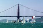 sailboats stuffed under the bridge, Golden Gate Bridge