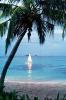 Palm Tree, Ocean, Sandy Beach, SALV05P01_12