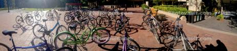 Bicycle Gathering, Stanford University, SBYD01_036