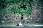 Imperial Palace, Tokyo, stone wall, tree, SBYV04P04_13