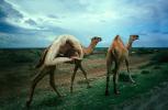 Camel, Union of Yoga - The namesake of Yoga Poses, SEYV01P15_01