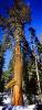 Sequoia Tree, Verticle Panorama, Union of Yoga - The namesake of Yoga Poses, SEYV01P15_07