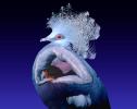 Pigeon Pose, Posture, The namesake of Yoga Poses, Pretzels-Yoga Studio, SEYV01P15_14