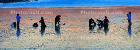 People, Clam Digger, Clam Digging, Clamming, Low-Tide, Bodega Bay, SFID01_027