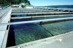 Stock Ponds, Fish Rearing, Raising Fish, Bonneville Dam, Oregon, SFIV01P04_07
