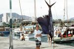 boy, teen, teenager, Sailfish, Baja California, Mexico, fish catch, 1970s, SFIV02P05_03