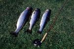 rod & reel, trout, fish catch, Rouge River, Oregon, 1952, 1950s, SFIV02P07_01