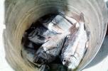 Fish in a Bucket, Galapagos