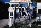 sailfish, Baker's Haulover, Dade County, Florida, fish catch, SFIV02P09_06