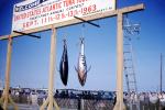 United States Atlantic Tuna Tournament, Point Judith, Narragansett, Rhode Island, fish catch, 1964, 1960s, SFIV02P09_10