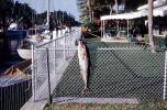 fish, Florida, fish catch, SFIV02P09_13