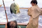Fish Catch, 1961, 1960s, SFIV02P15_05