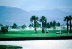Palm Trees, sprinklers, lawn, golf carts, Palm Springs, SGFV01P08_03