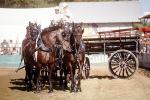 Horses, Cart, freight wagon