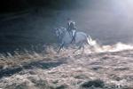 Galloping Arabian, SHRV01P14_11