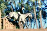 Arabian Horse, jumping