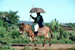 Mule, Parasol, Umbrella, SHRV02P02_06