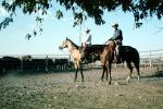 Cowboy, rope, cattle, SHRV02P03_04