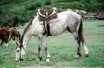 Horse grazing, saddle, SHRV02P03_06