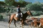 Cowboy, cattle, hills, rider, saddle