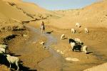 Native American Herding Sheep, Navajo Indian, stream, desert, SHRV02P06_01