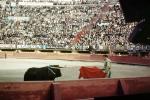 Bullring, Matador, Audience, Crowds, spears, horn, bull, Spectators, fans, SHUV01P01_10