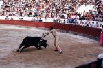 Bullring, Matador Stabbing a bull