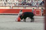 Bull, Matador, SHUV01P06_10