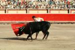 Bull, Matador, SHUV01P06_16