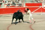 Bull, Matador, SHUV01P06_18