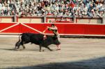 Bull, Matador, SHUV01P07_01