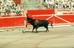 Bull, Matador, SHUV01P07_03