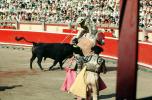 Bull, Matador, SHUV01P08_05