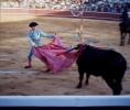 Bull, Matador, SHUV01P08_14