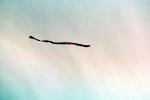Flying a Kite, SKTV01P02_10