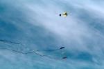 Flying a Kite, SKTV01P02_13
