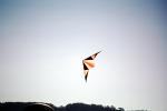 Flying a Kite, SKTV01P03_19
