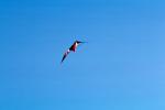 Flying a Kite, SKTV01P04_07