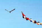Flying a Kite, SKTV01P04_15