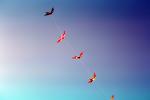 Flying a Kite, SKTV01P08_12B
