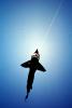 Shark, Flying a Kite, SKTV01P10_01