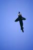Shark, Flying a Kite, SKTV01P10_02