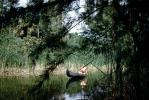 Conoe, lake, reeds