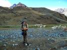 Llamas, Valley, Hiking in the Andes Mountains, Peak, Backpack, STHD01_045