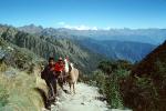 Inca Trail, Llamas, Andes Mountain Range, STHV01P05_15