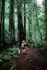 Redwood Forest, path, people, STHV01P06_14