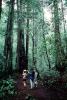 Redwood Forest, path, people, STHV01P06_16