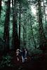 Redwood Forest, path, people, STHV01P06_17