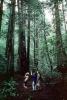 Redwood Forest, path, people, STHV01P06_18